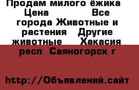 Продам милого ёжика › Цена ­ 10 000 - Все города Животные и растения » Другие животные   . Хакасия респ.,Саяногорск г.